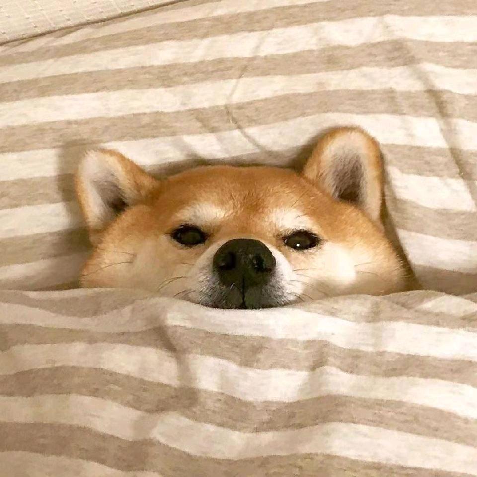 萝卜头