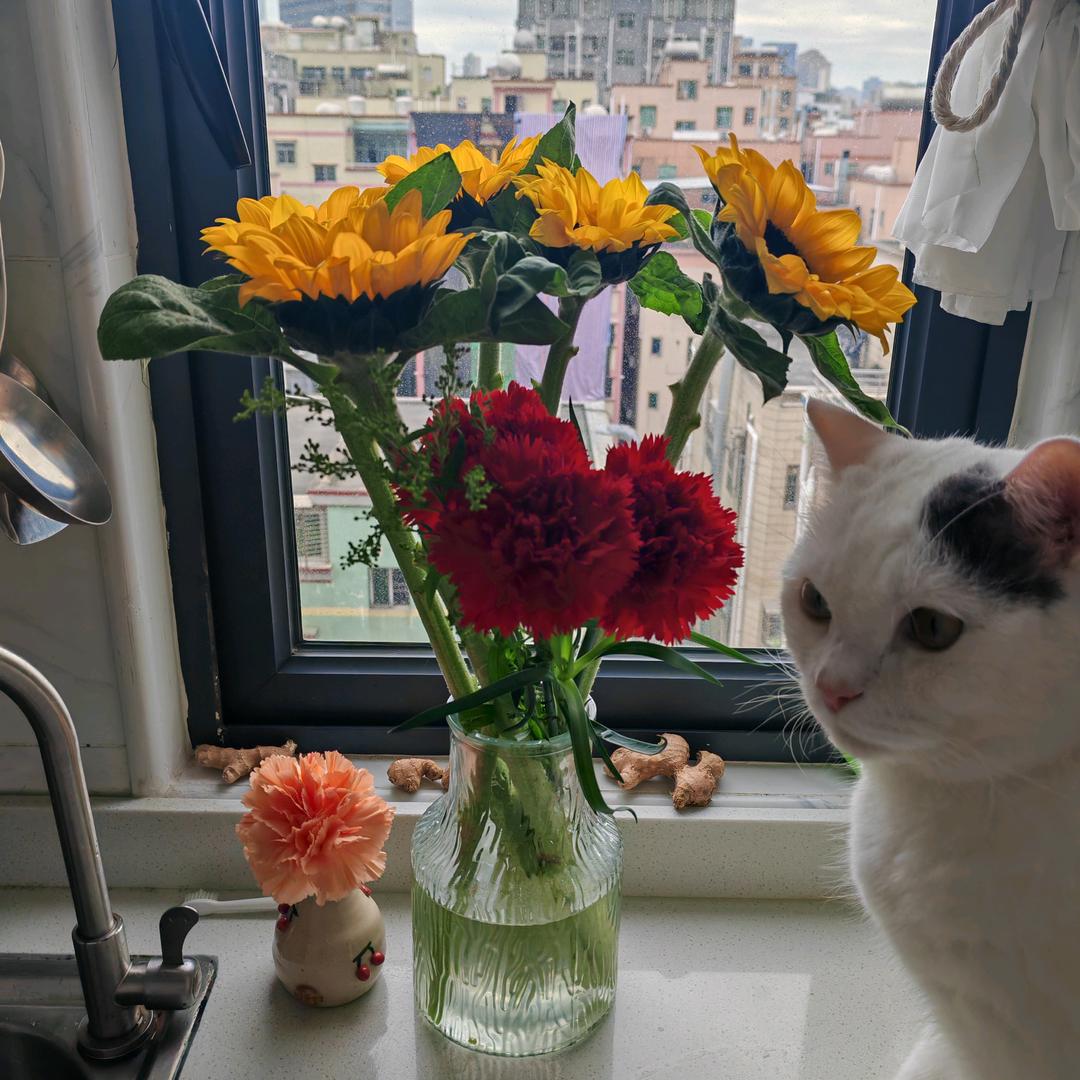哒哒🌻
