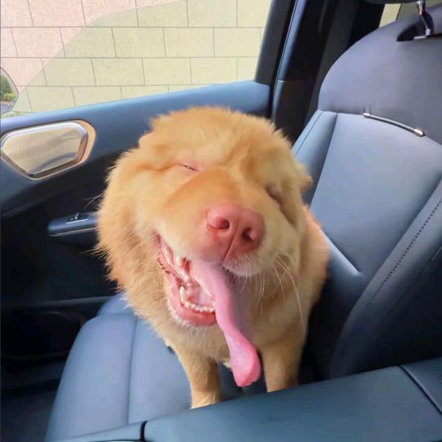 和人类不能交流