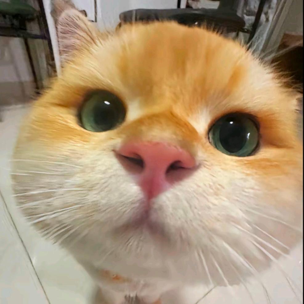 嗷嗷小张