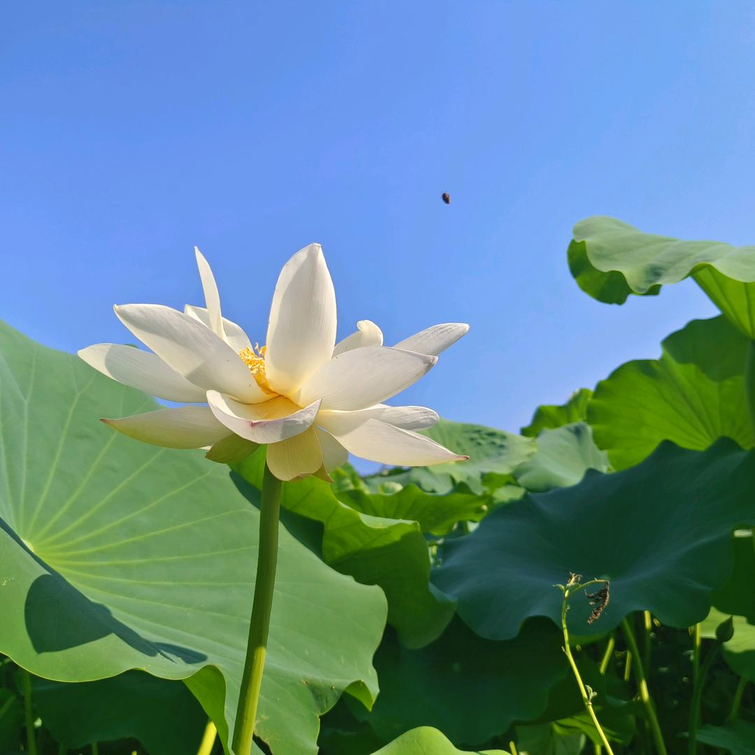 姐不是传说