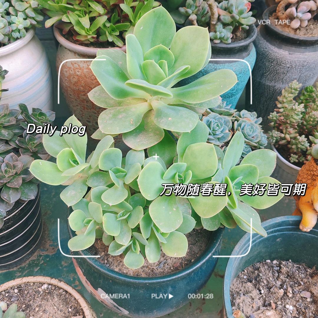 贾宝