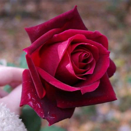 花开花落.@MiSS娇