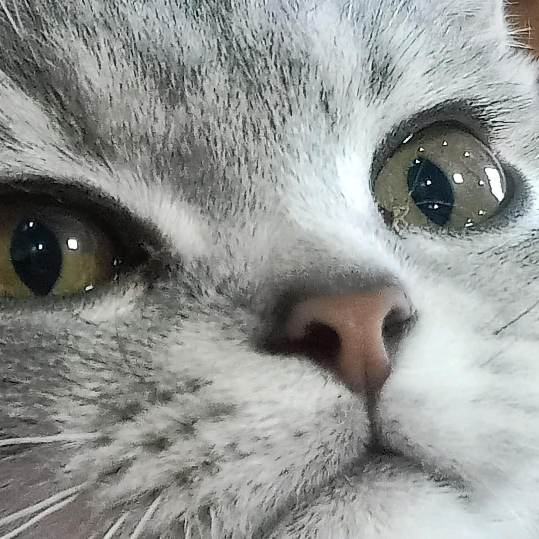 可爱的小猫咪