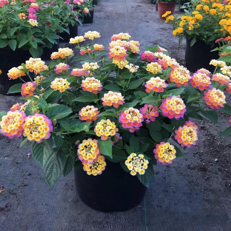 大曼花坊