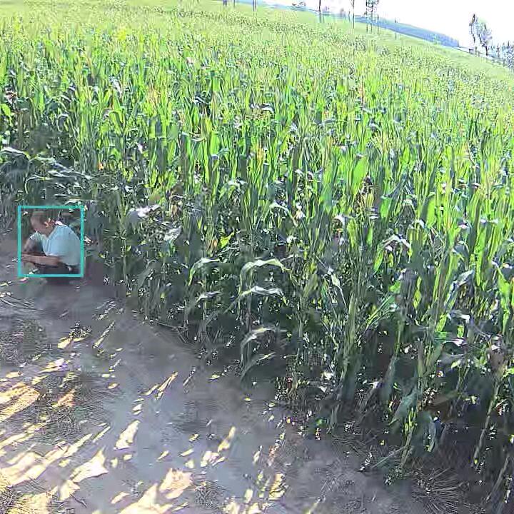 ＊美羊羊