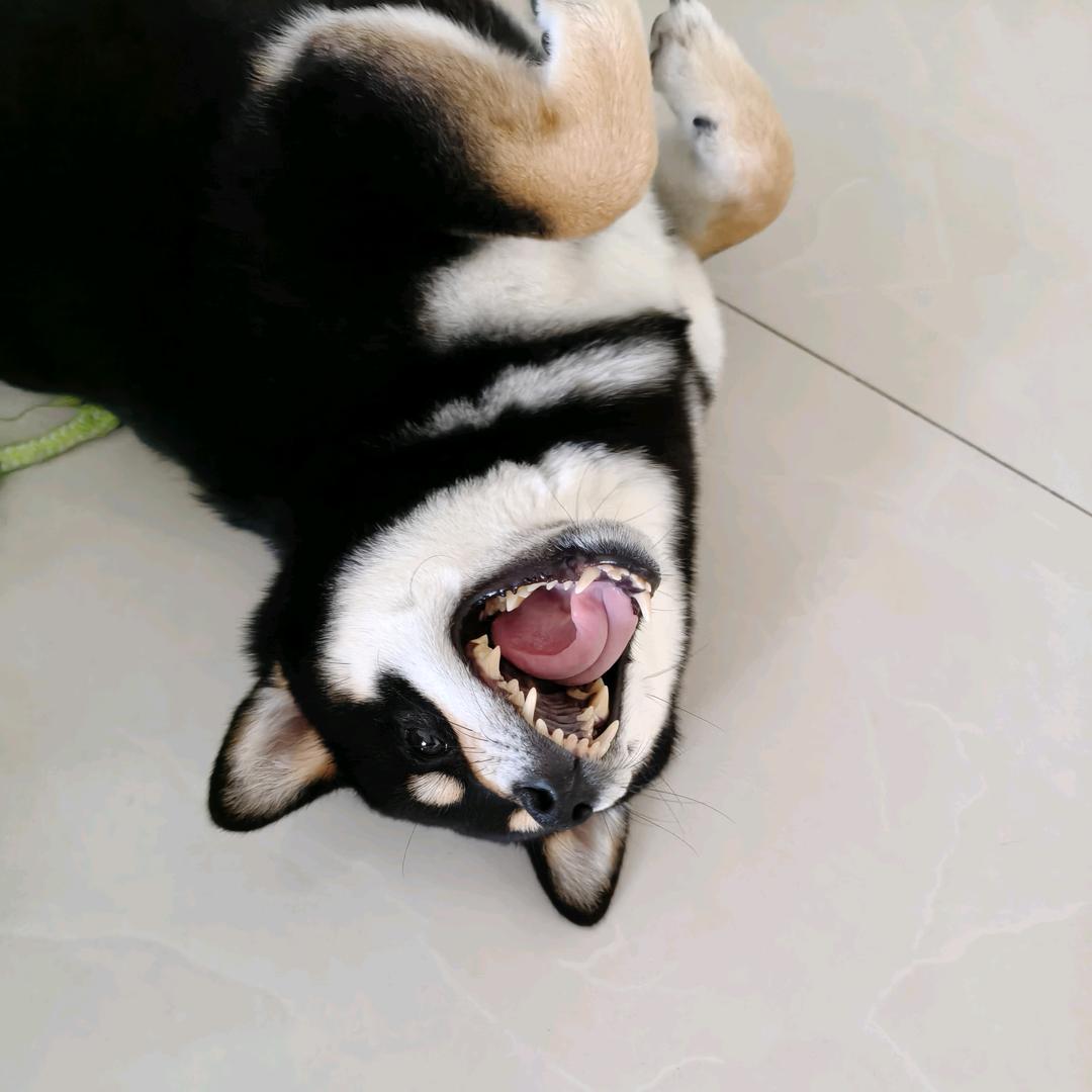 年年🐶不拆家