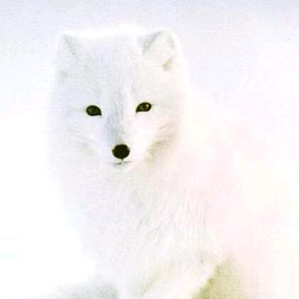 雪狼