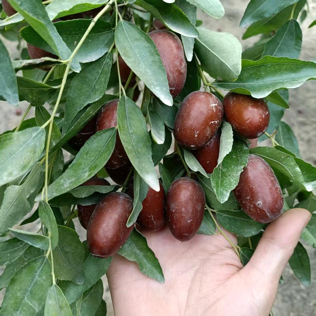秋叶静美