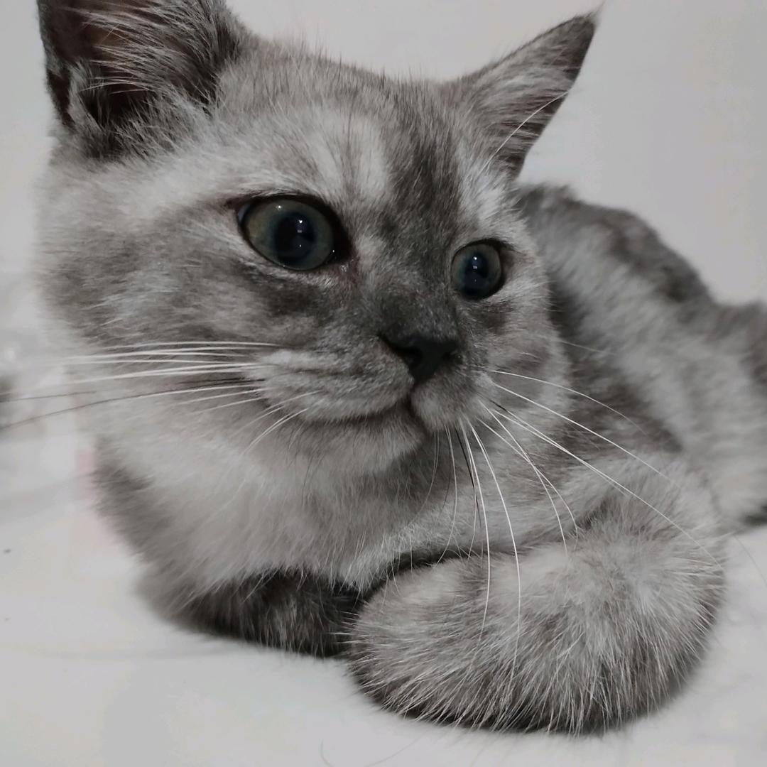 汉堡是猫