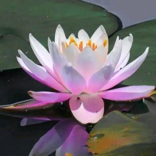 赞赞（唯）