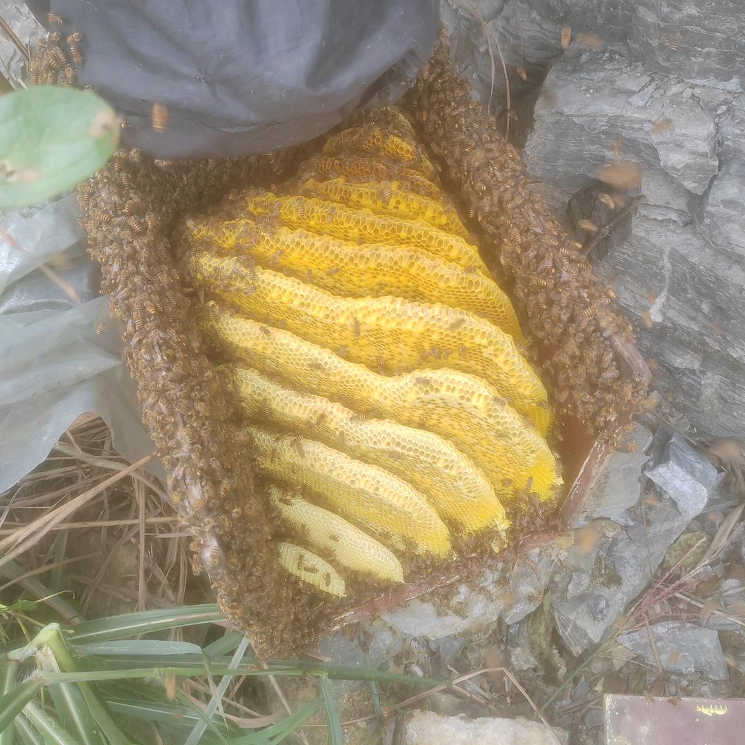 湘西中蜂龙七
