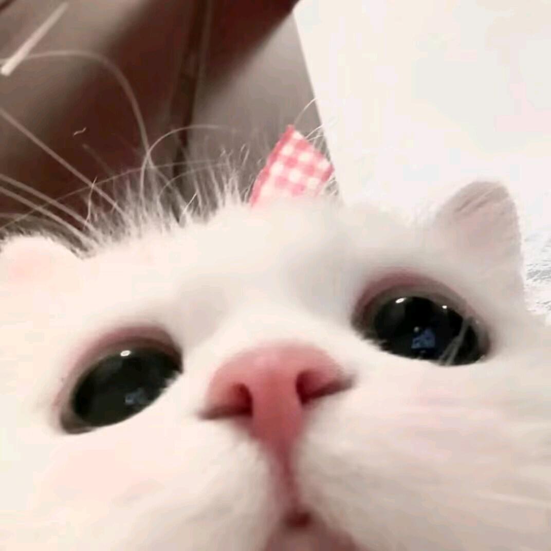海苔咪