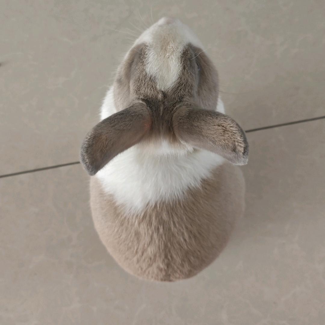 菟喵妹♥赵丽颖（原神哥伦比娅必须抽卡池版