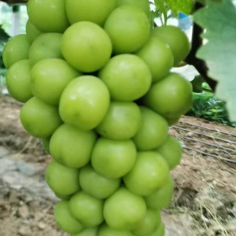 阳光玫瑰葡萄代办