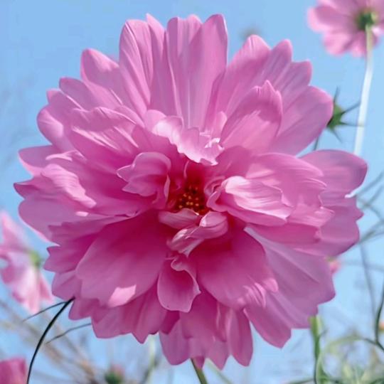 💕᭄꯭ꦿ蔡࿐໑💕