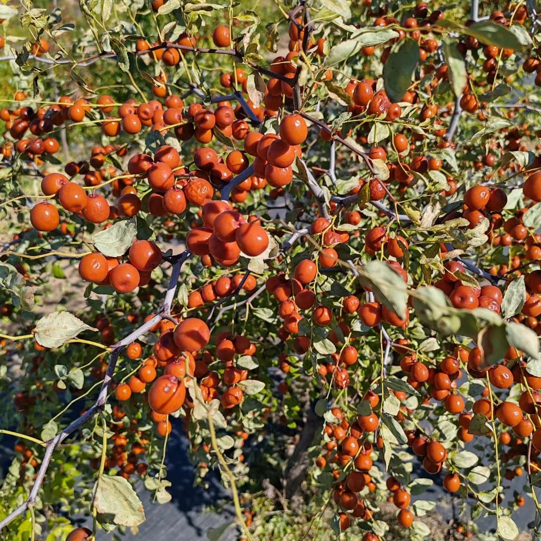 好地洼商贸(明基新城店)官方号