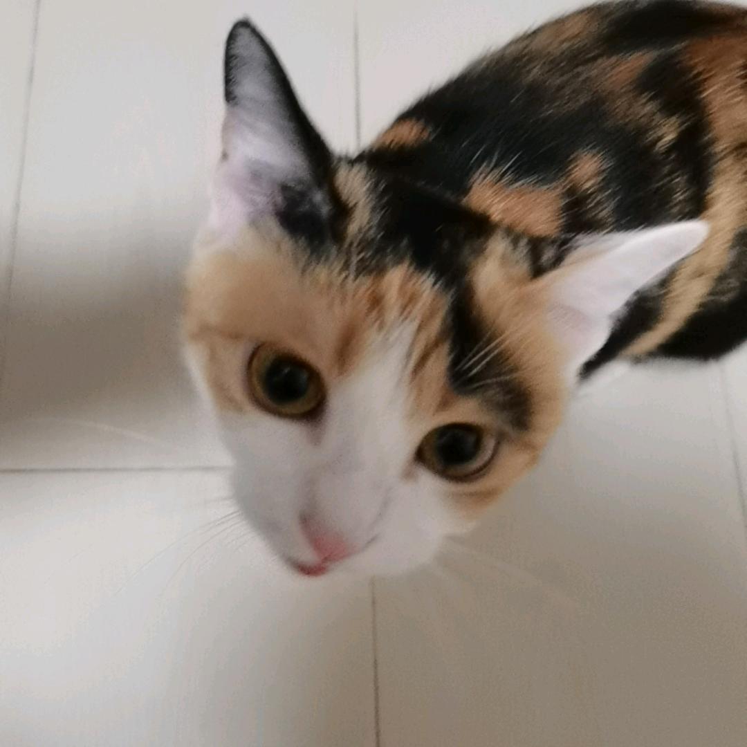 花花的抖音