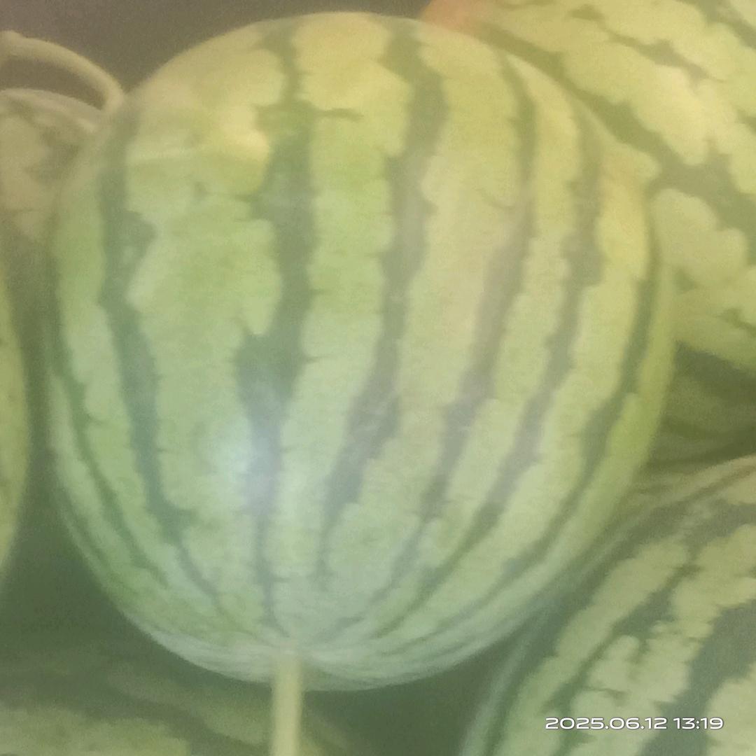 小梁老王美都西瓜