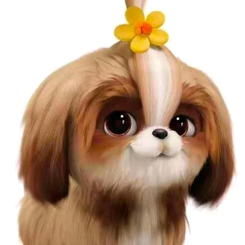 宠物资询