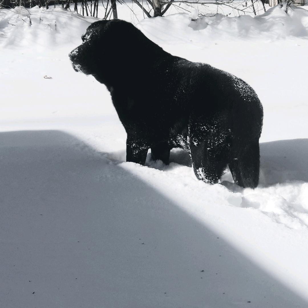 贝利和他东北暴躁妈