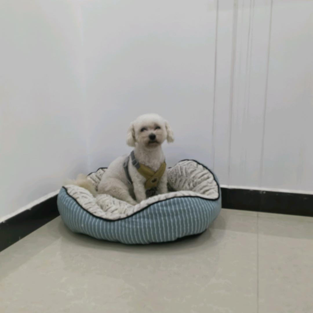 家有一只小狗