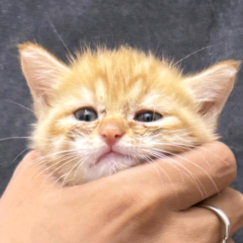 晕头小满喵喵喵喵🐱～