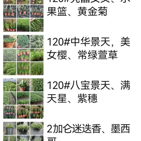 园林绿化各种苗圃供应