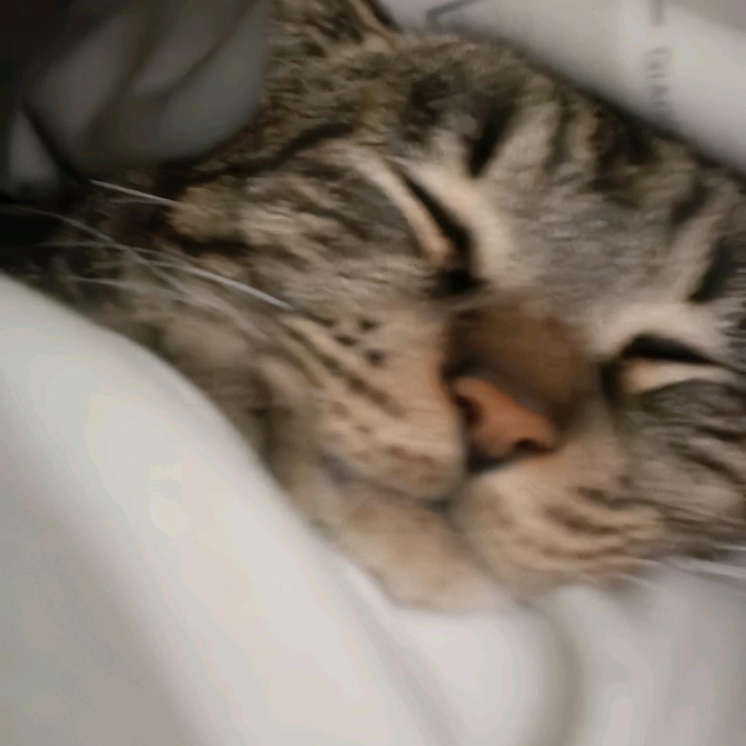 下水道的小零食