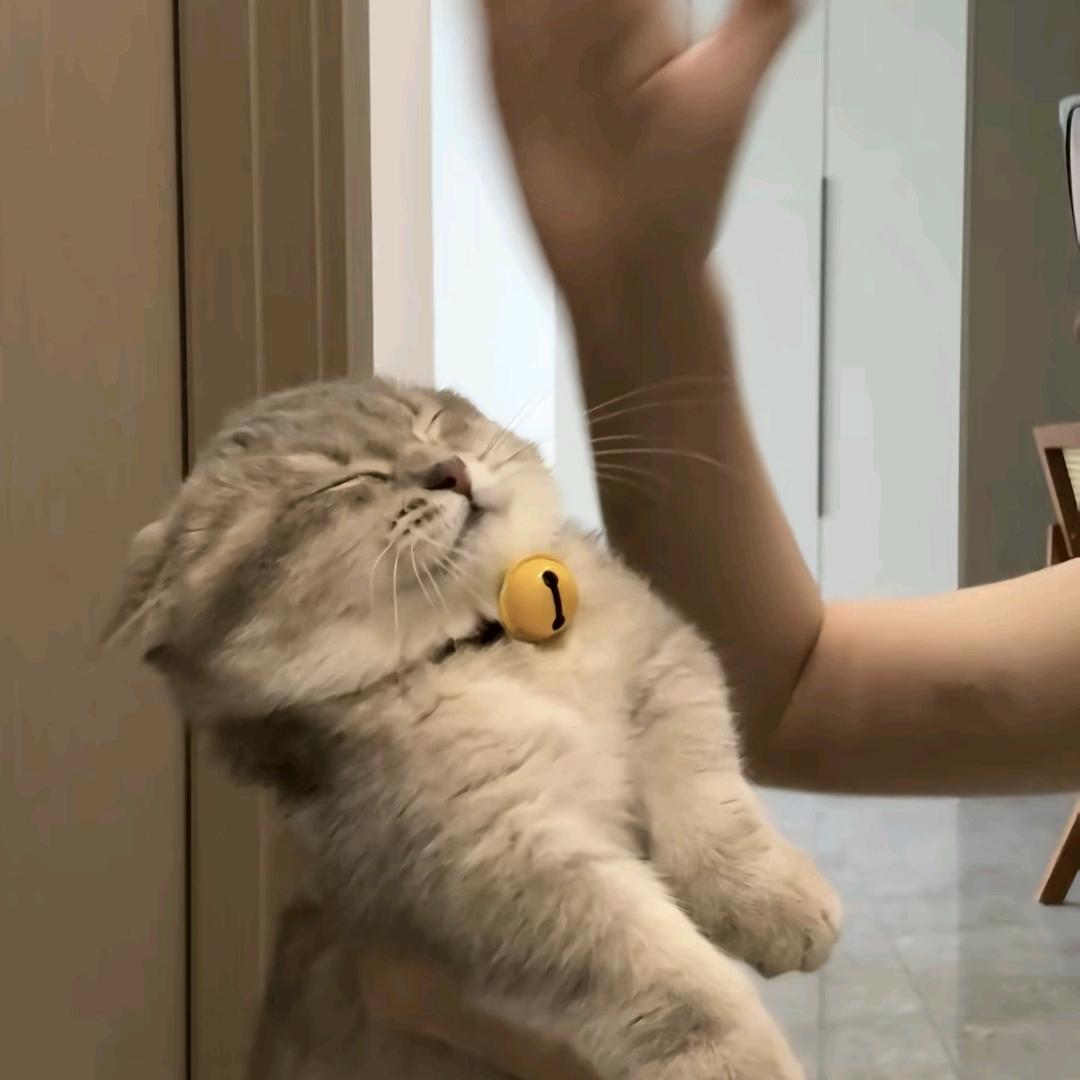 清香木