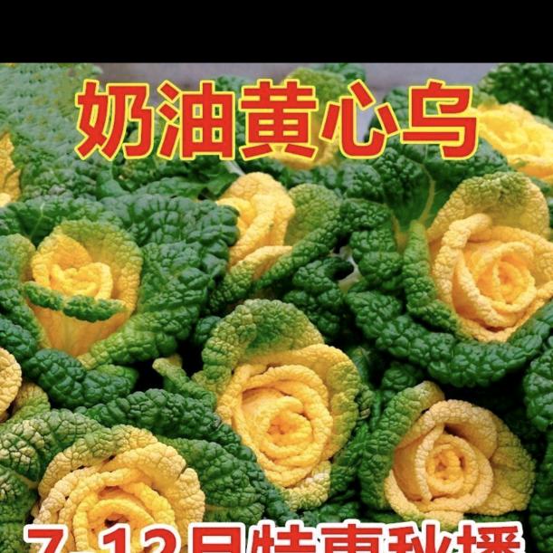 阿明种子