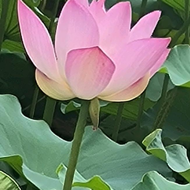 美丽大方幸福女人(拒绝私聊)