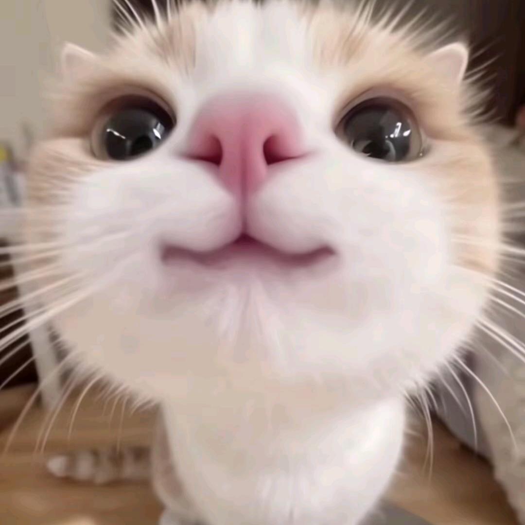 吃葡萄不吐葡萄皮（Rvv）