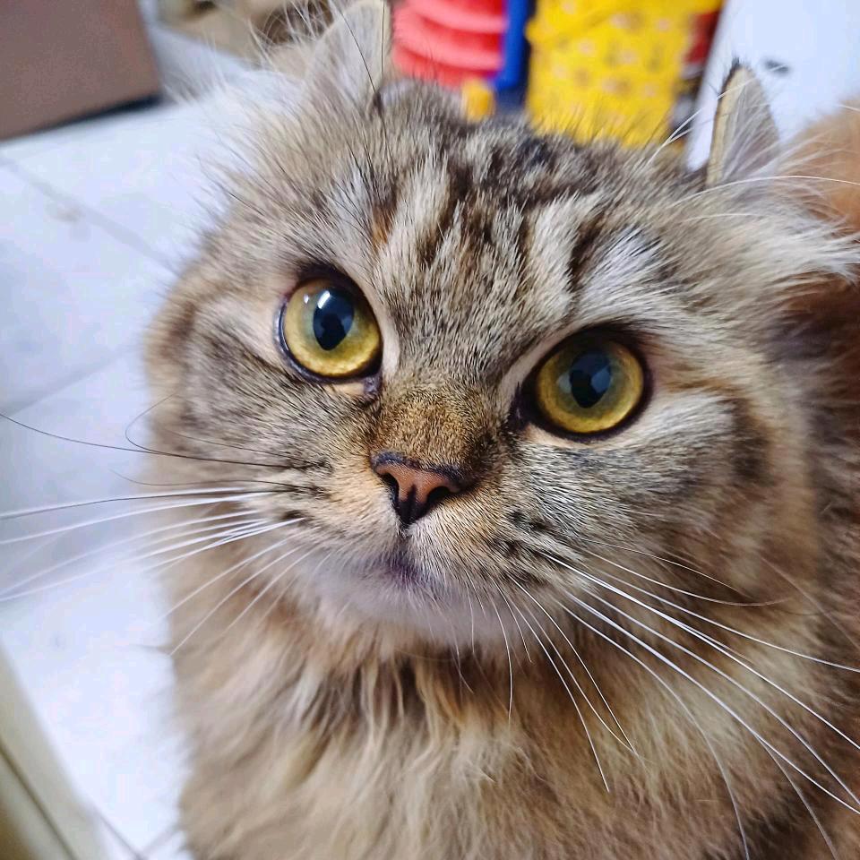 喵~😸