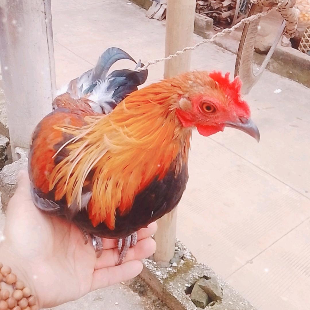 ꧁茶花鸡养殖꧂