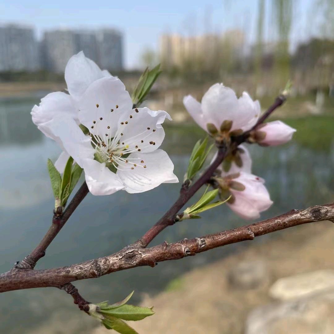 还没想好名字