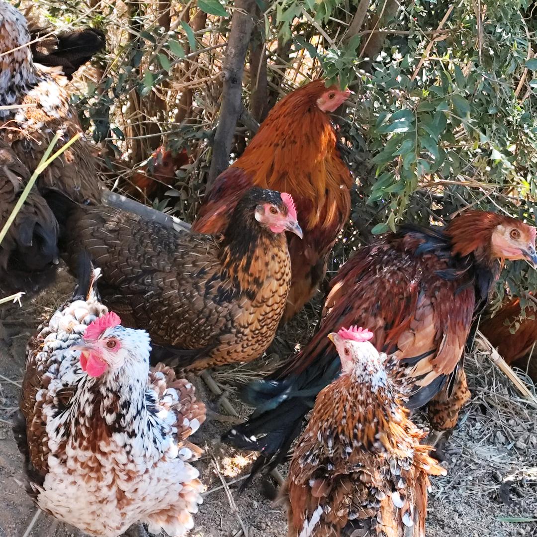 凉山彝族土鸡  阿苏
