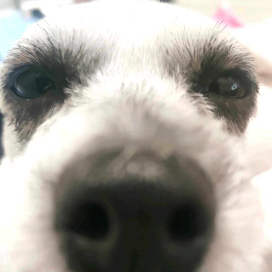 郑某人不吃折耳根