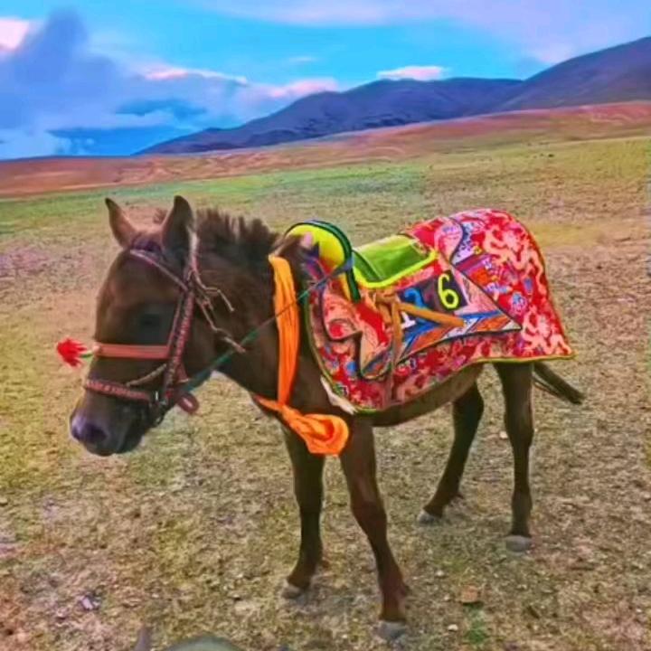 ࿄སེམས་♞རྟ་ཕོ་🏇🏻