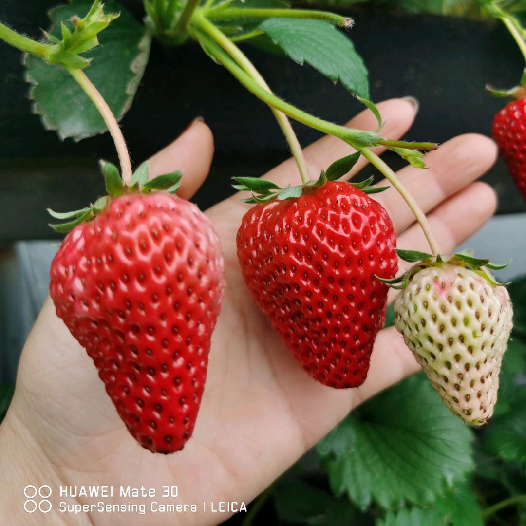 乐宝丹东九九草莓