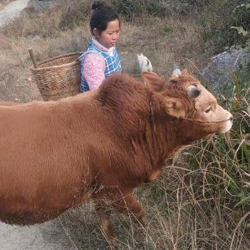 凤凰阿拉小灰(土黄牛)