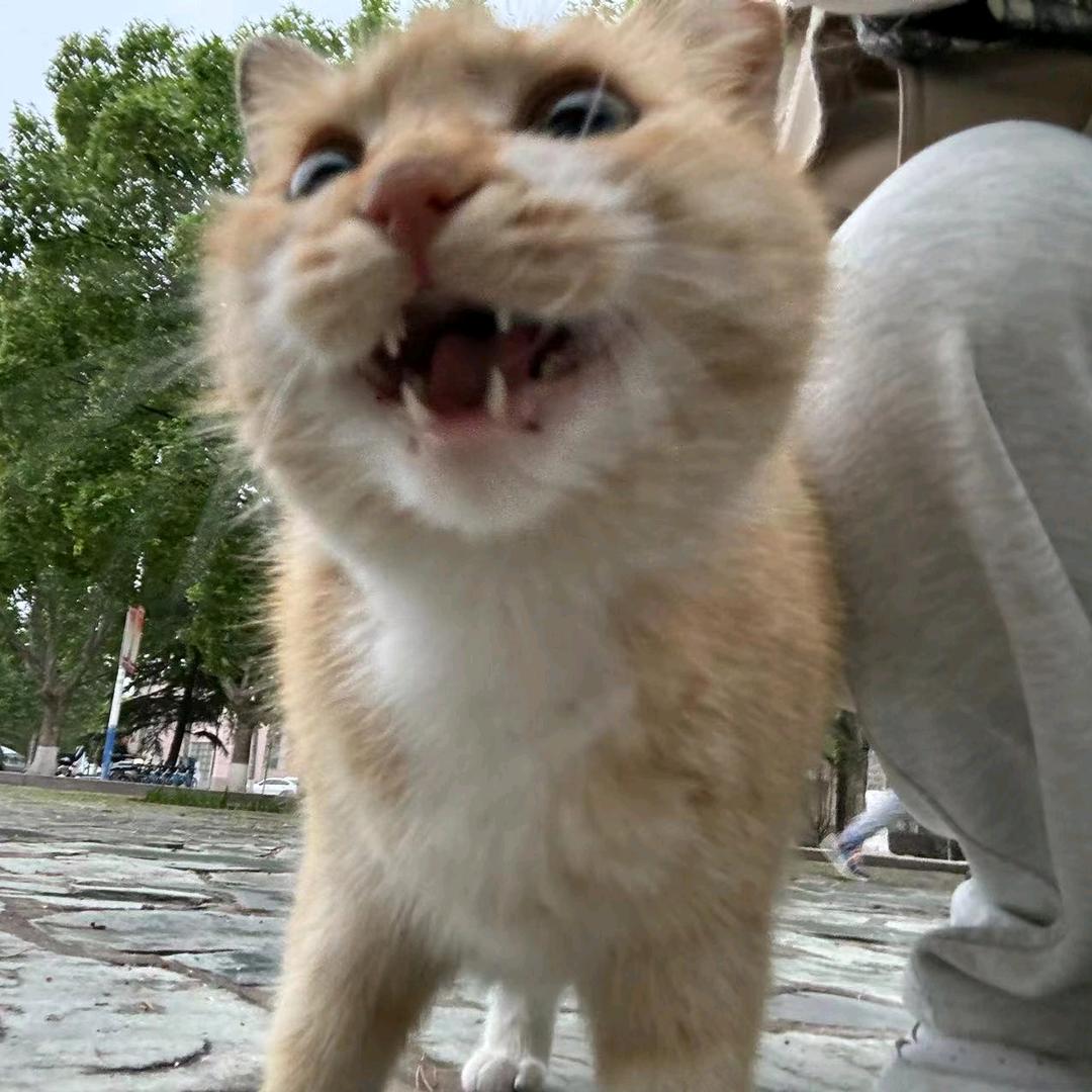 鲁州高补何老师