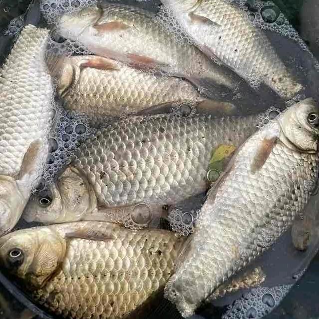 高端夜光漂测评