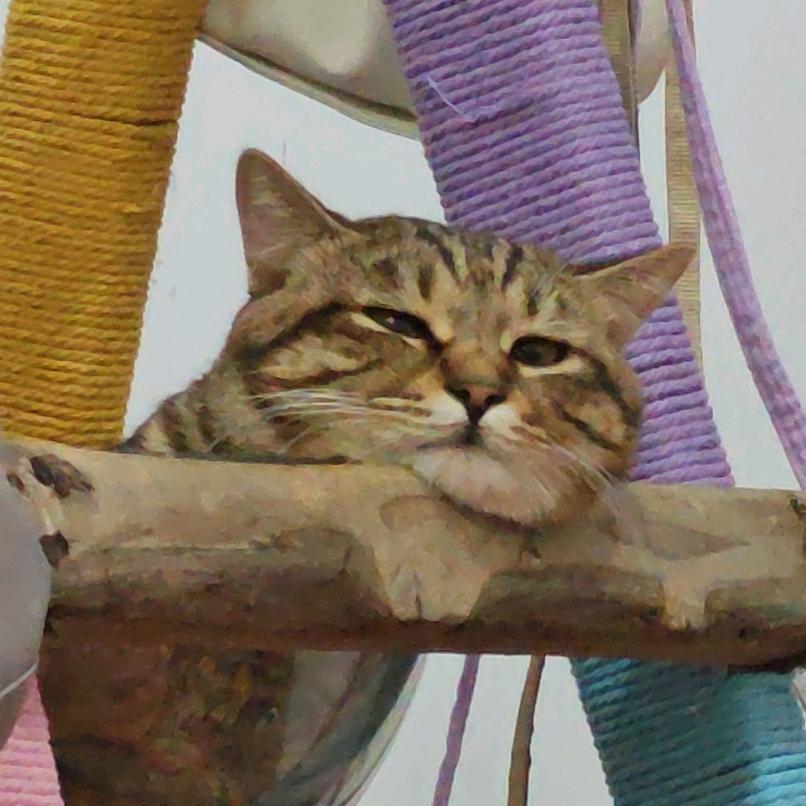 一大利猫
