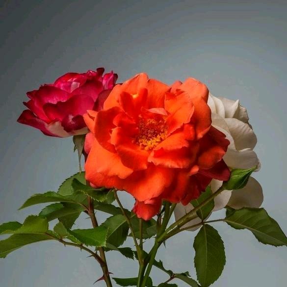家和万事兴。🌹🌹🌹🌹🌹🌹