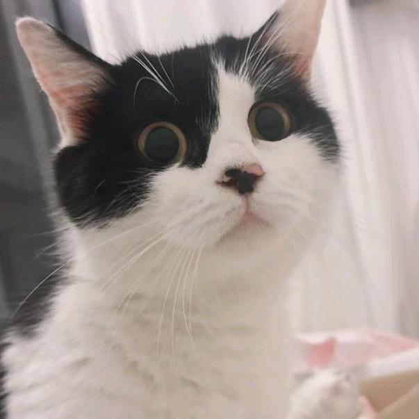 木犀