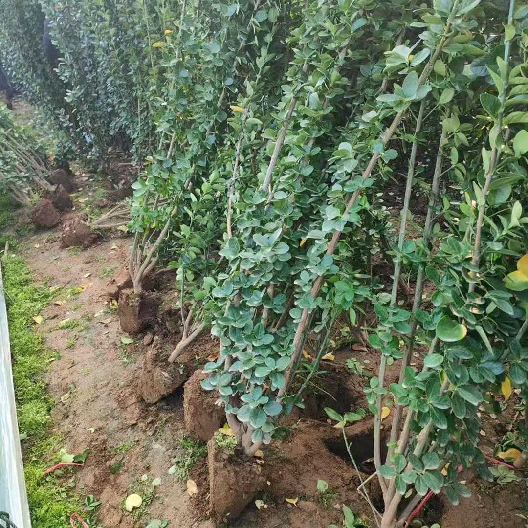 青州草花苗木专供