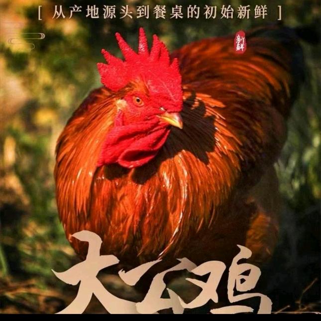 农家散养土公鸡