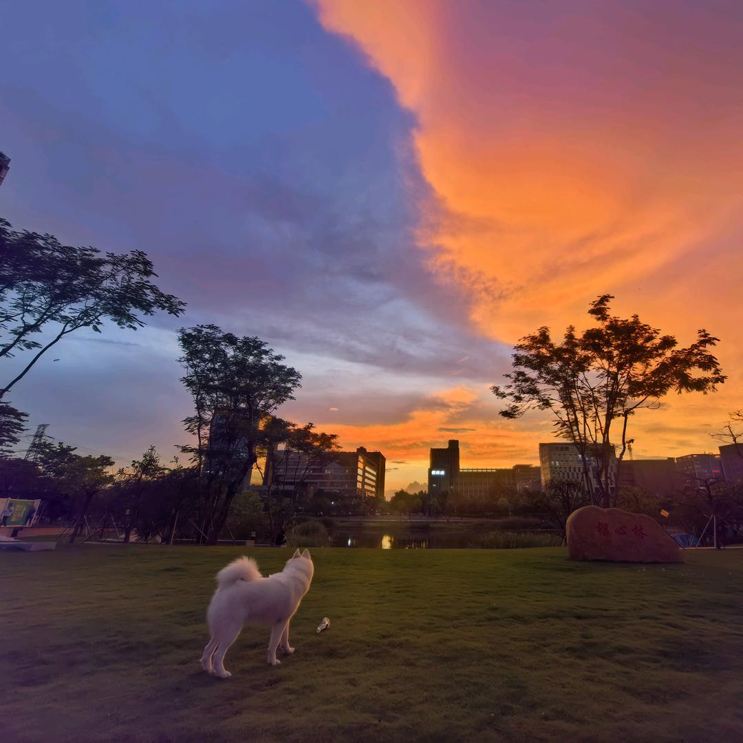 🐶萨摩（Lucky）