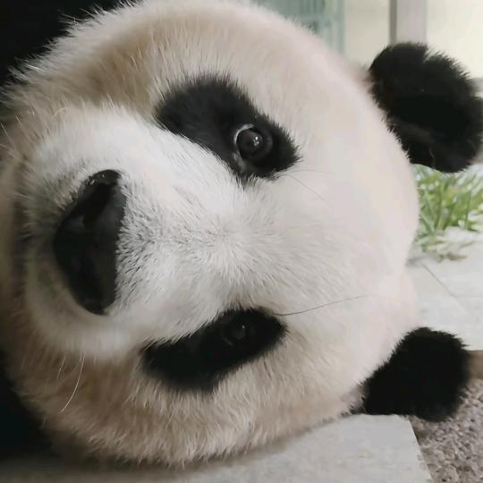 梨子